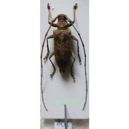 Acalolepta sp. male Philippines10g